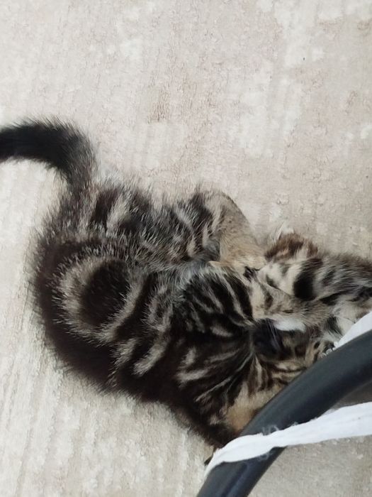 Шотландские котята 15000