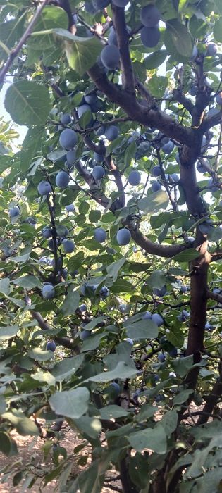 Prune sanatoase si curate din livada proprie în Curtici