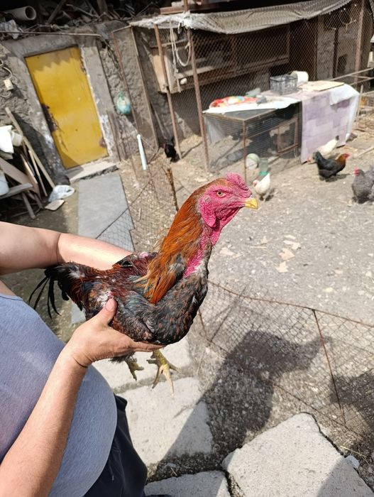 Петух чемпионской пароды