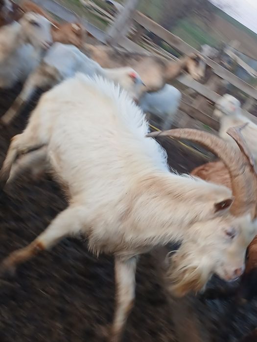 Tap sannen de vânzare