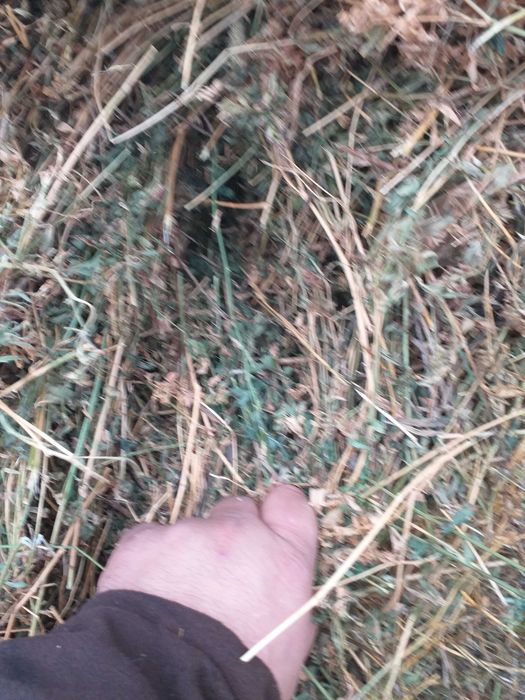 Vind Fin Lucerna si Paie asigur transport cu Tir