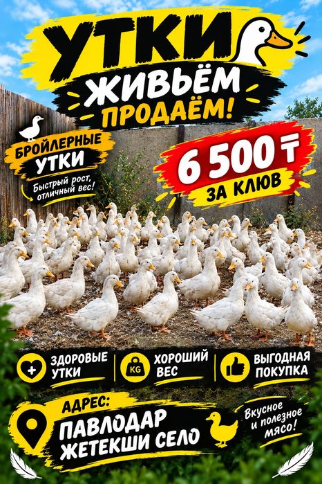 Утки бройлеры живые
