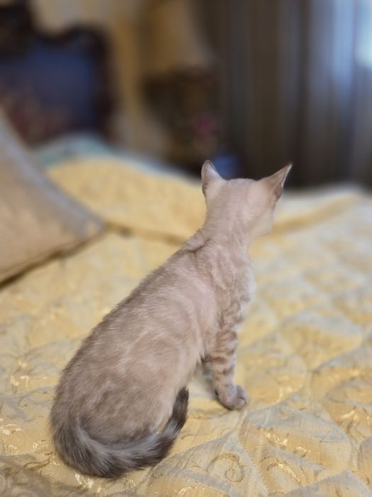 Бенгалски котета