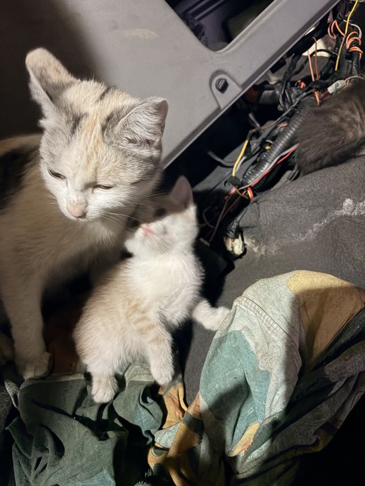 Отдам котят в добрые руки