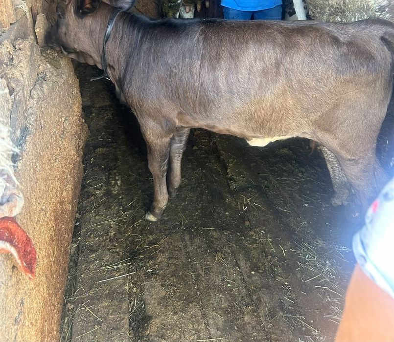 Vaca de rasa, bună de lapte cu vitea