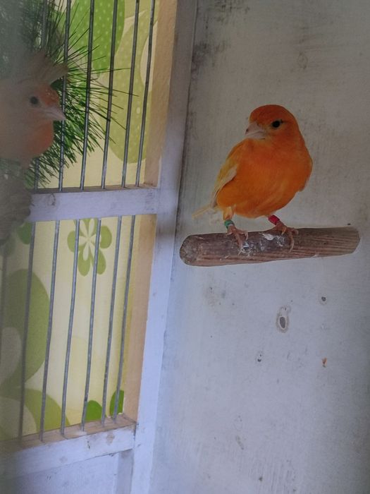 Готовая пара конарейки .