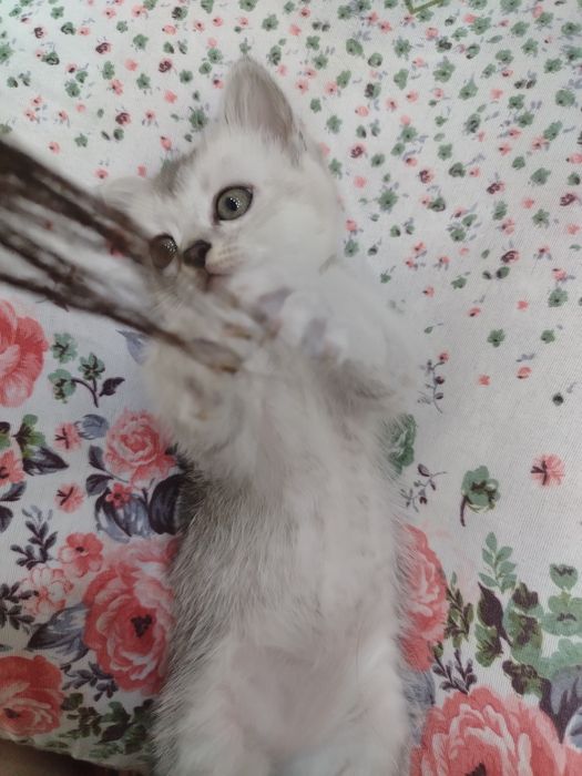 Котята пародистые