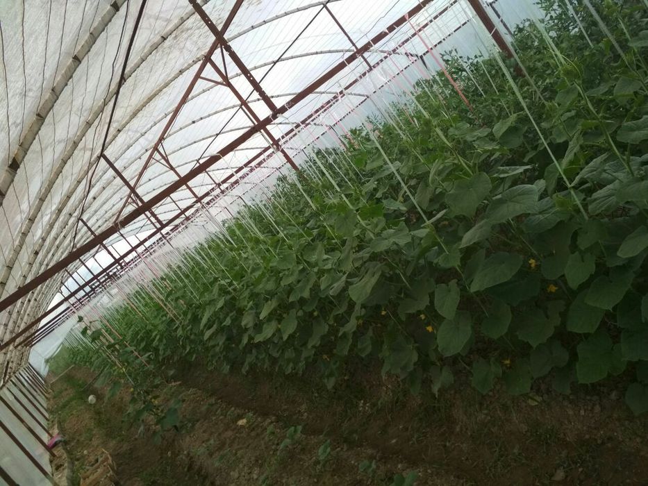 Том, навес, сўртак, бесетка ,иссиқхона қуриш хизмати.