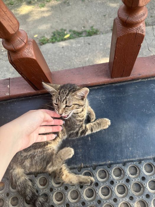 Отдам в добрые руки кота