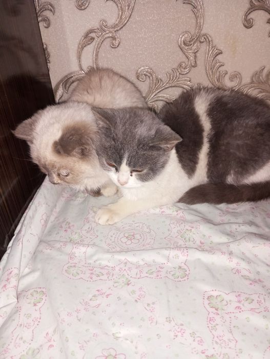 Srochna sotladi zotor