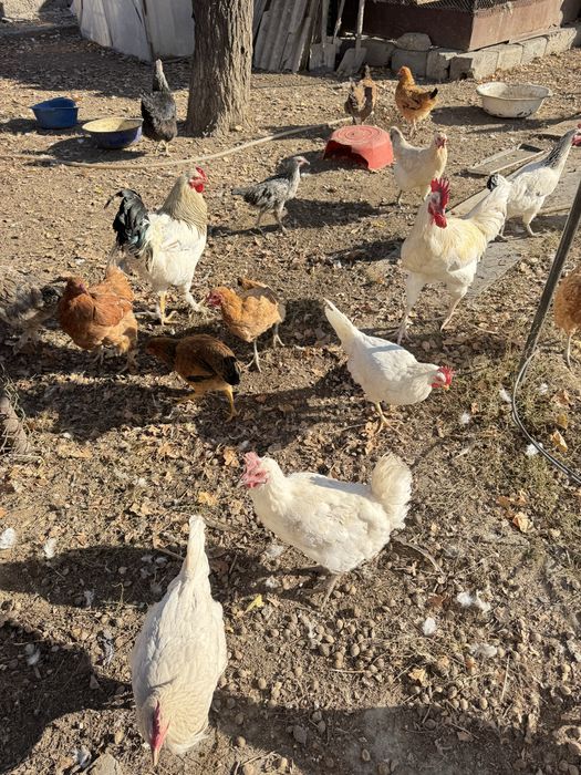 Тауықтар сатылады