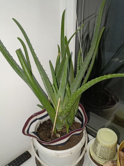 Продам комнатные цветы