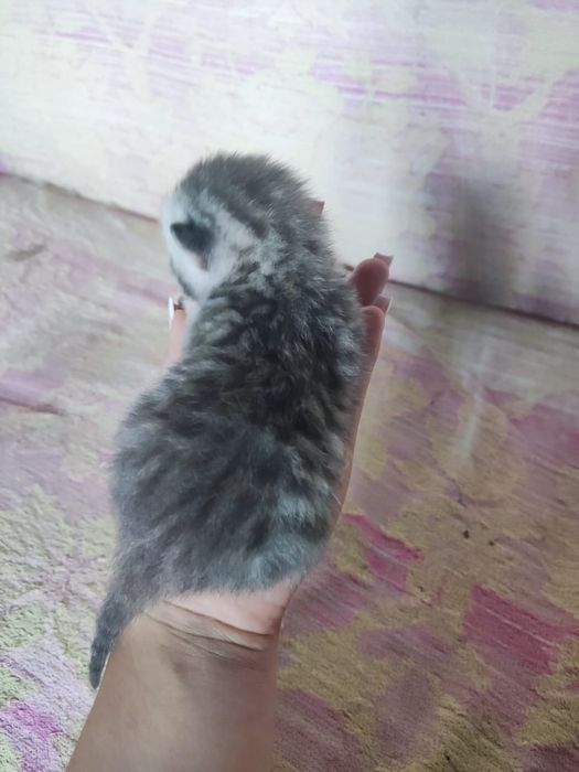 Продам котят 15 тыс