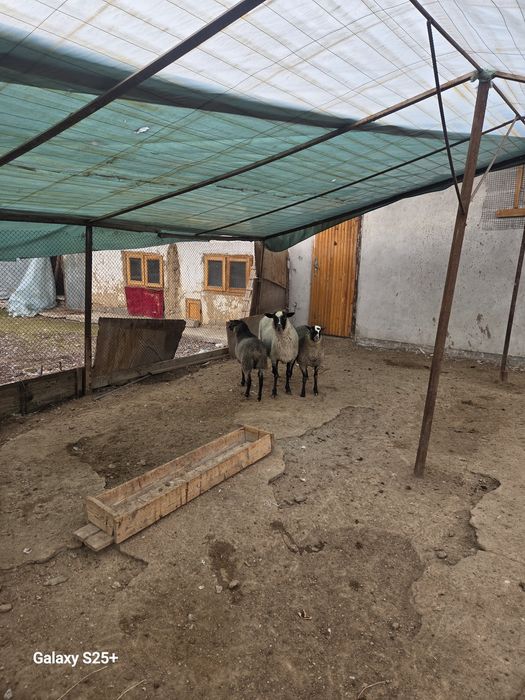 Романов койлари сотилади