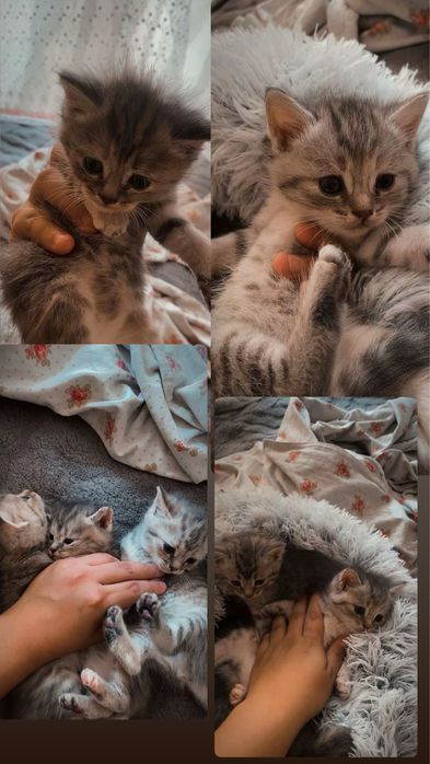 Отдам котят не дорого 5 тыс договоримся