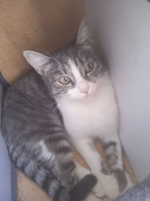 Кошка в добрые руки