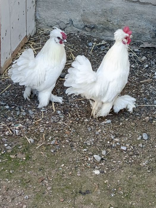 Zotdor yapon xurōzchalar sotiladi