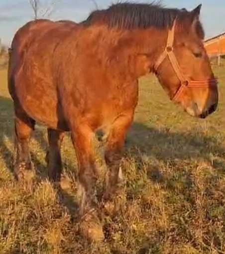 Manz Armăsar de 8 Luni