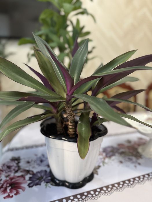 Рео, шикарный, комнатные цветы