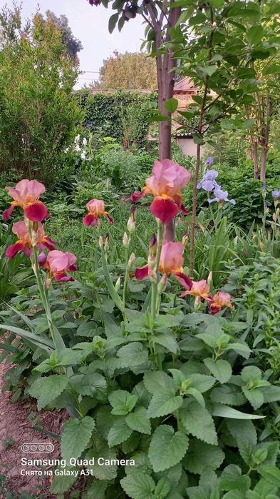Ирисы разных цветов