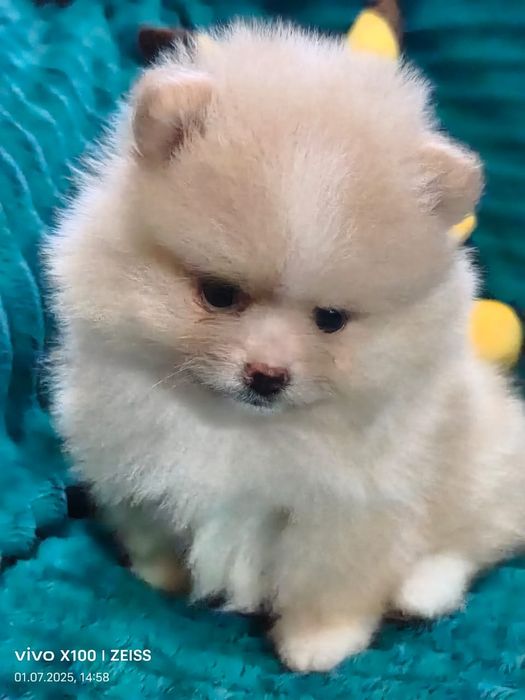 Очаровательные щенки шпица.