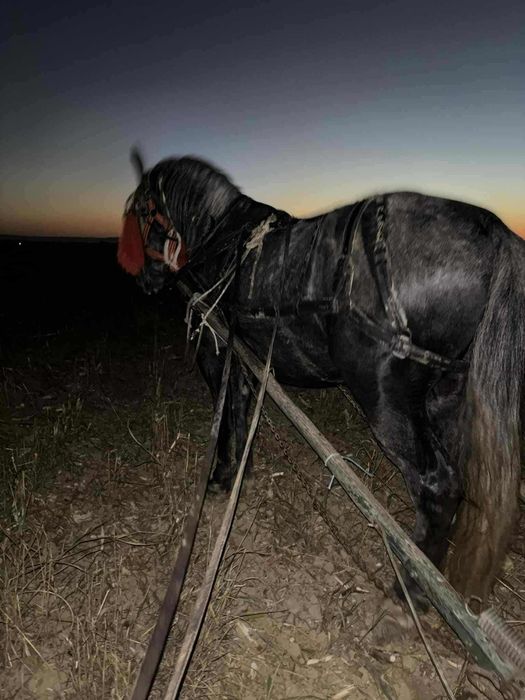 Kwp cai castrați 5 și 6 ani