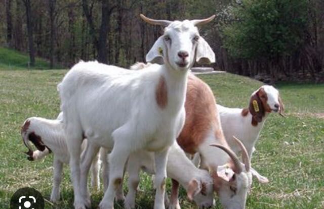 Теке сатылады, әдемі, сұлу