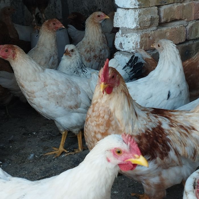 Продам куры домашние