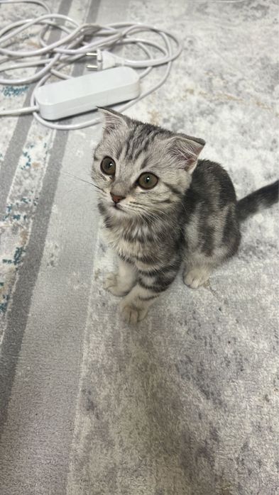 Отдаем кошку в хорошие руки
