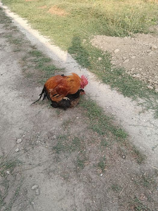 Продам молодой петухи