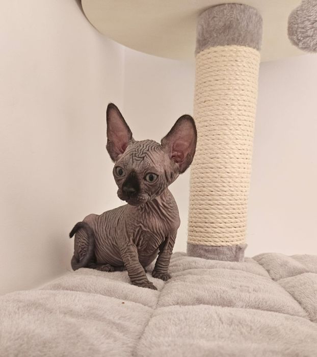 Fetita sphynx/sfinx  SUPERBA!