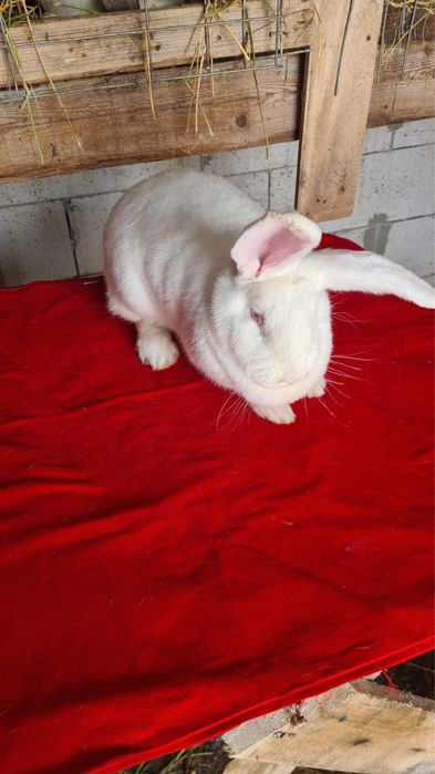 Vand iepuri berbec si uriasi germani