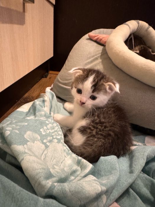 Продаются милые котята