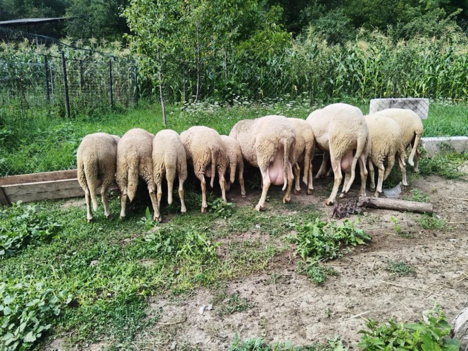Vand berbeci rasa foarte buna laguna franceza .