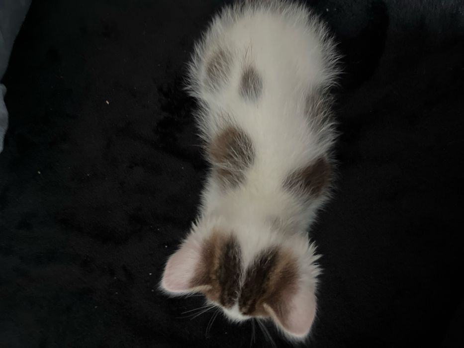 Отдам котенка 3 месяца