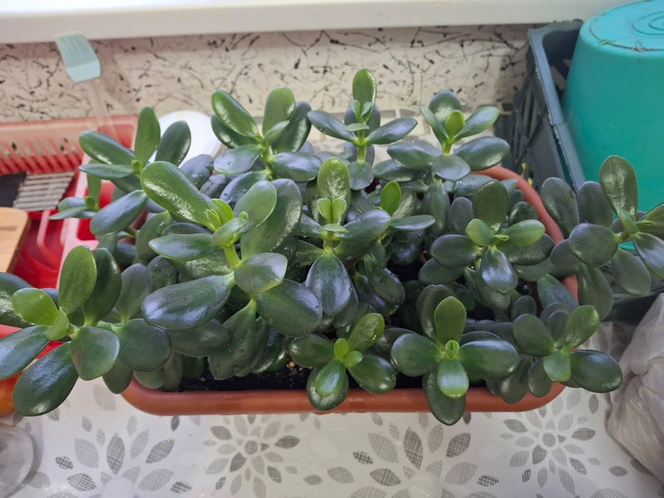 Продам комнатные цветы 1500тг