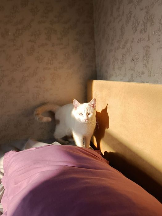 Пропала кошка!!!