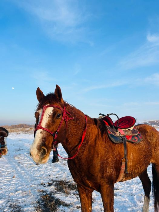 Полукровка дончак