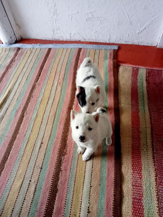 Отдам собак  в хорошие руки