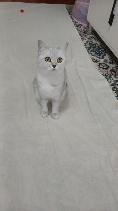 Чистокровная шиншилла