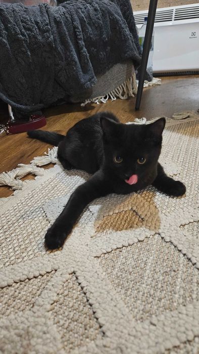 Котенок девочка в добрые руки