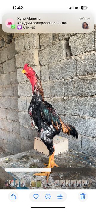 Майски шамо микс