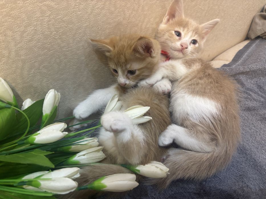 Маленькие, домашние , котята! Мальчики
