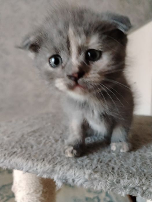 Котята Скоттиш фолд