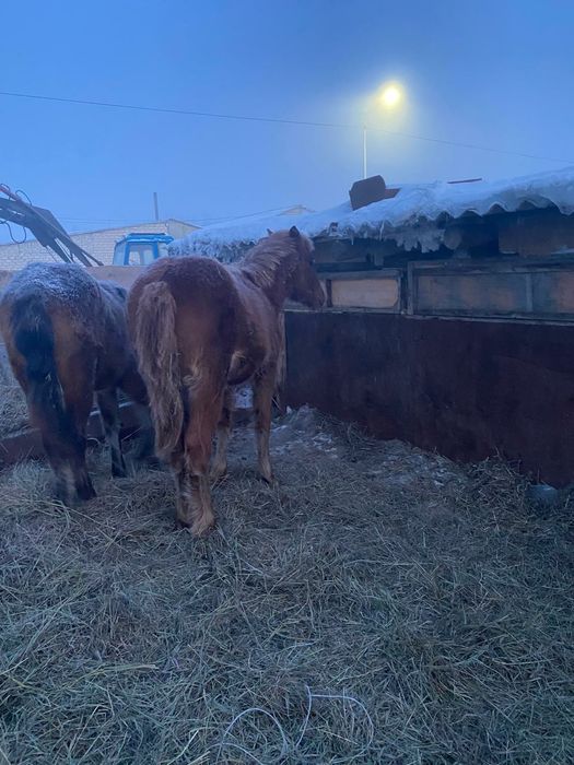 Продам жеребчик полутяж