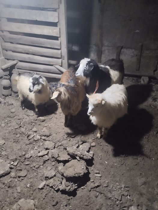 Продам козлят, девочки