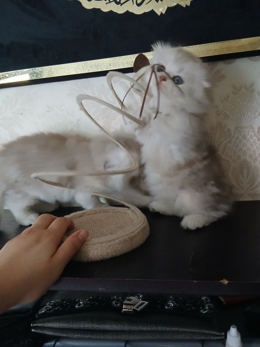 Пародистые Катята