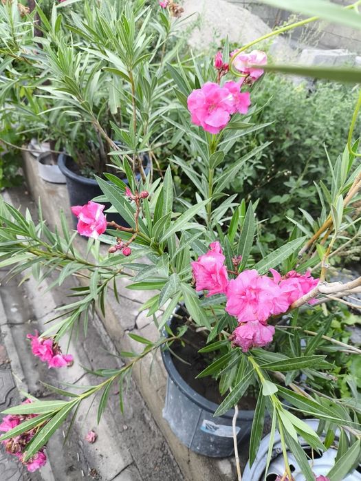 Продается Алеандра цветы