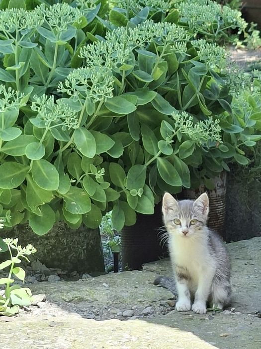 Подарявам котета