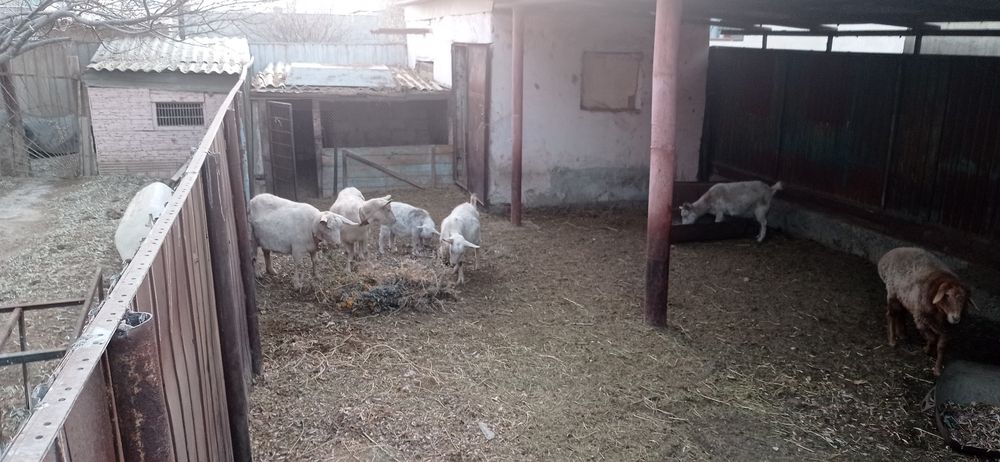 Общии барлығы сатылады